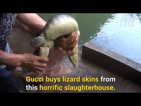 does gucci kill animals|Gucci lizard skin.